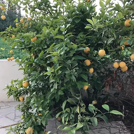 Apartamento Lemon Tree Tersefanou *